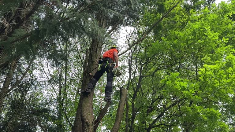 How Our Tree Care Process Works  in  Seymour, MO