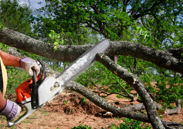 Seymour, MO Tree Care Services Company